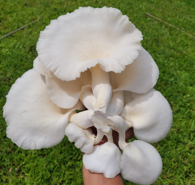 Mushrooms White Oyster Callisto Farms 500g