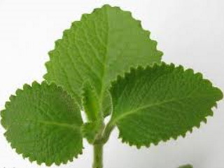 broad leaf thyme recipes